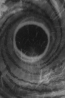 Typhoon